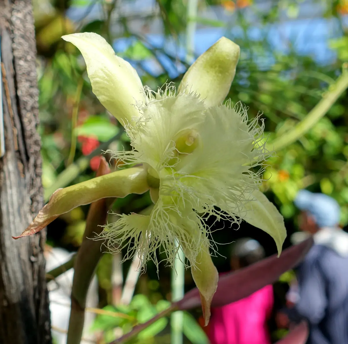 Detalle botánico de una Rhyncholaelia digbyana cultivada